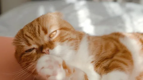 Red-haired Scottish fold cat with yellow eyes is grooming itself while lying in Stock Footage 264307868