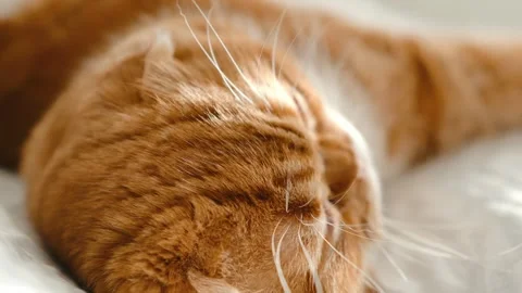 Red-haired Scottish fold cat with yellow eyes lying on the bed Stock Footage 269409117