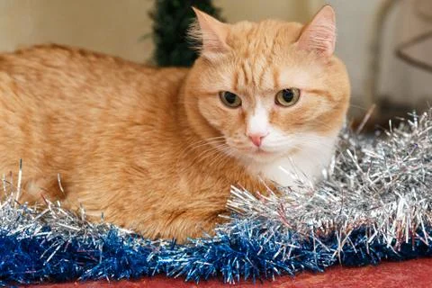 Red-haired short-haired cat lies under the Christmas tree Stock Photos