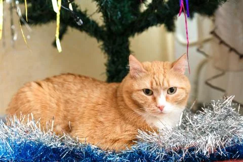 Red-haired short-haired cat lies under the Christmas tree Stock Photos