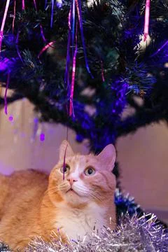 Red-haired short-haired cat lies under the Christmas tree Stock Photos