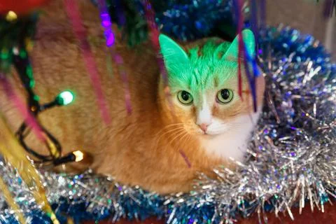 Red-haired short-haired cat lies under the Christmas tree Stock Photos