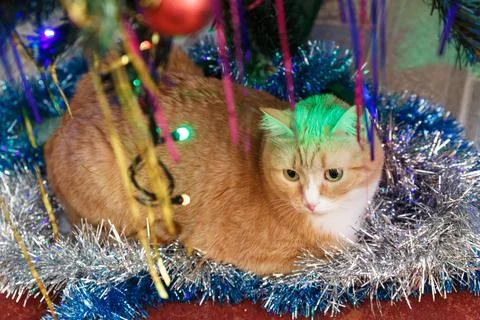 Red-haired short-haired cat lies under the Christmas tree Stock Photos