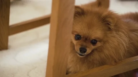 Red-haired small dog with black eyes Stock Footage 170794393