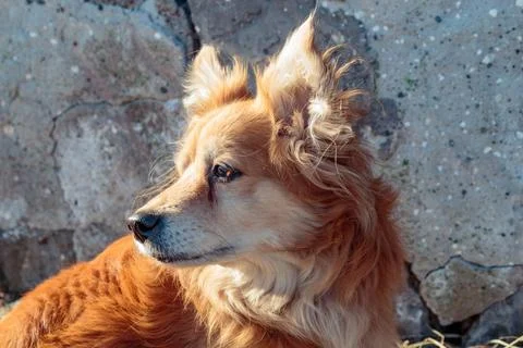 Red-haired small dog in the yard. Spring weather outdoors. Stock Photos