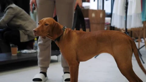 Red-haired smooth-haired dog standing at owner. Stock-Footage 152386829