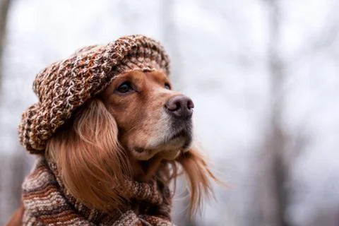 Red-haired spaniel dog in a hat in autumn Stock Photos