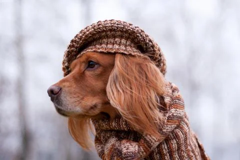 Red-haired spaniel dog in a hat in autumn Stock Photos