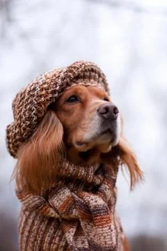 Red-haired spaniel dog in a hat in autumn Foto stock