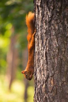 Red-haired squirrel hanging on a tree with a nut. Stock Photos