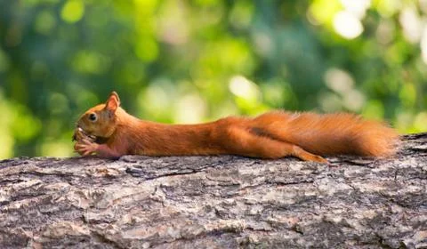Red-haired squirrel hanging on a tree with a nut. Stock Photos