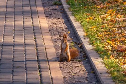 Red-haired squirrel looks at the camera, autumn park Stock Photos