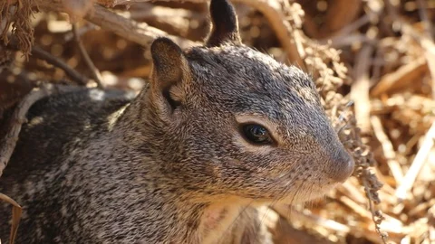 The red-haired squirrel sits and eats peanuts. Stock Footage 95837787