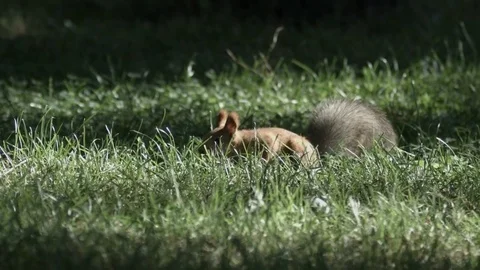Red-haired squirrel sits in the grass and jumps. Slow Motion 動画素材 75644681
