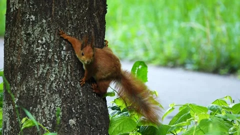 Red-haired squirrel sits on a tree trunk with a summer park. Stock Footage 157597069