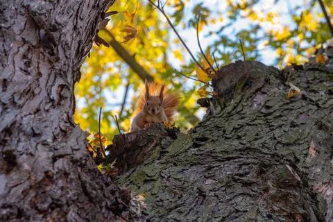 Red-haired squirrel on a tree looks at the camera, autumn tree, park Stock Photos