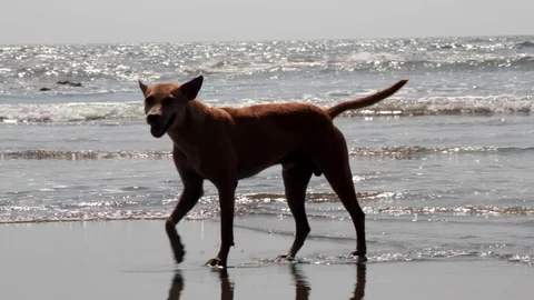 Red-haired stray dog walking along picturesque Malabar shore 動画素材 93635262