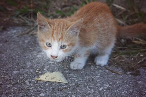 Red-haired stray kitten eats cheese on asphalt, dirty and homeless Stock Photos