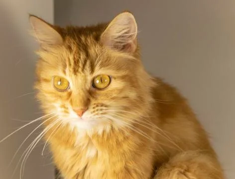 Red-haired surprised cat. Stock Photos