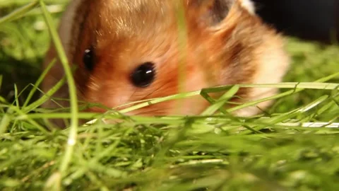 A red-haired Syrian hamster is looking for grain feed in the grass. Stock Footage 246770220