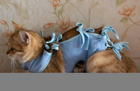 A red-haired thoroughbred British kitty in a blanket after surgery lies at home. Stock Photos