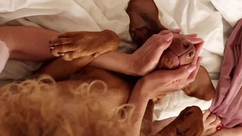 The red-haired Vizsla basks in the arms of her owner on the bed in the morning Stock Footage 318541711