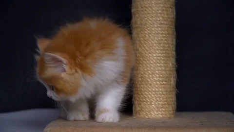 Red-haired white kitten sniffs near scratching Stock Footage 91184272