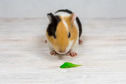 Red-haired with white spots guinea pig on a white wall background. Stock Photos