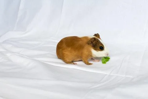 Red-haired with white spots guinea pig on a white wall background. Stock Photos