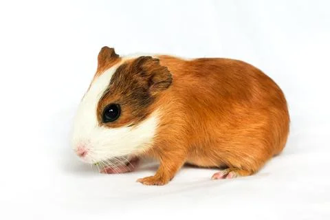 Red-haired with white spots guinea pig on a white wall background. Stock Photos