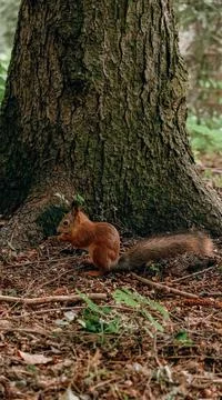 Red-haired wild squirrel in the park looking for and hiding nuts in the groun Stock Photos