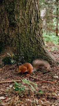 Red-haired wild squirrel in the park looking for and hiding nuts in the groun Stock Photos