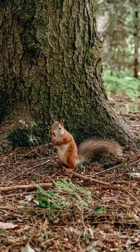 Red-haired wild squirrel in the park looking for and hiding nuts in the groun Stock Photos