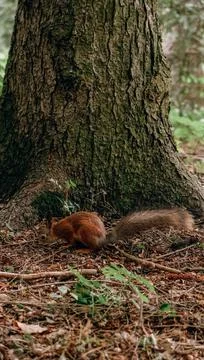 Red-haired wild squirrel in the park looking for and hiding nuts in the groun Stock Photos