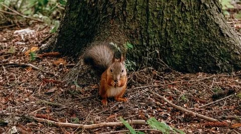 Red-haired wild squirrel in the park looking for and hiding nuts in the groun Stock Photos