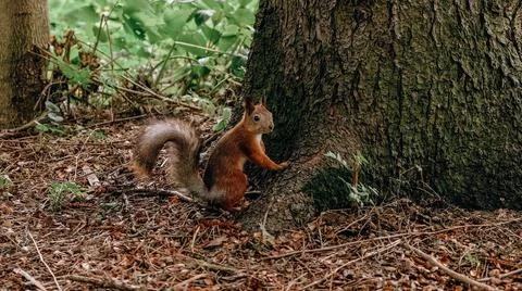 Red-haired wild squirrel in the park looking for and hiding nuts in the groun Stock Photos