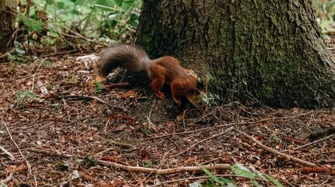 Red-haired wild squirrel in the park looking for and hiding nuts in the groun Stock Photos