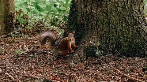 Red-haired wild squirrel in the park looking for and hiding nuts in the groun Stock Photos