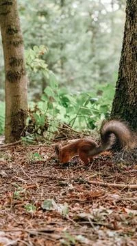 Red-haired wild squirrel in the park looking for and hiding nuts in the groun Stock Photos