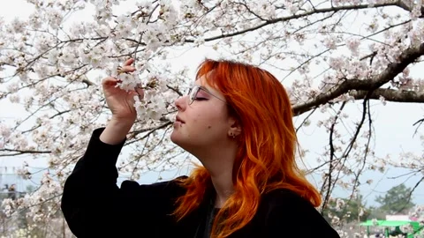 Red haired woman gently pulls white cherry blossom branch closer to enjoy Stock Footage 305993648