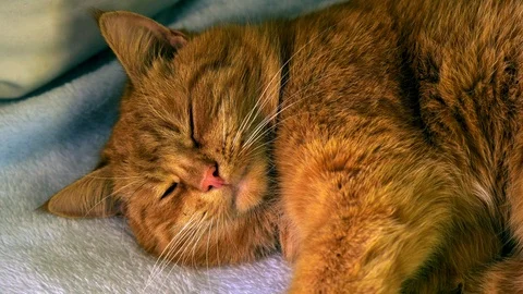 Red-haired young cat sleeps lazily on the bed Stock Footage 123821443
