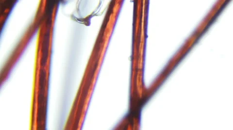 Red hairs on white background (close up) Stock-Footage 64901694