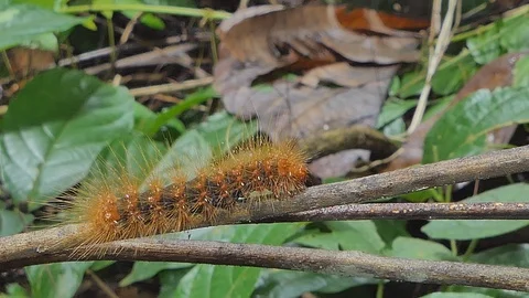 Red hairy caterpillar on branch Stock Video Pond5
