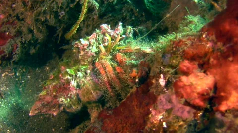 Red hairy hermit crab (Dardanus sp.) Stock Footage 59184645