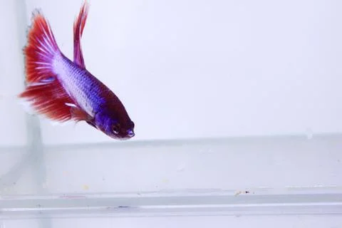 Red halfmoon betta fish. The betta fish is predominantly red in a little othe Stock Photos
