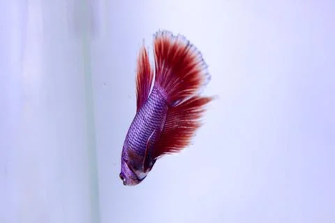Red halfmoon betta fish. The betta fish is predominantly red in a little othe Stock Photos