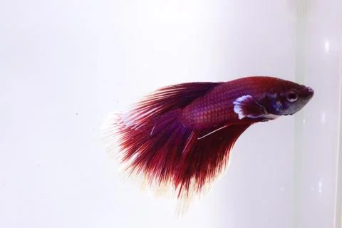 Red halfmoon betta fish. The betta fish is predominantly red in a little othe Stock Photos