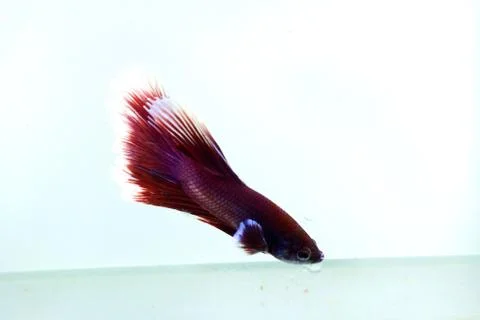 Red halfmoon betta fish. The betta fish is predominantly red in a little othe Stock Photos