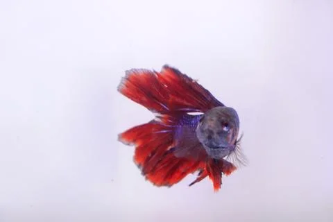 Red halfmoon betta fish. The betta fish is predominantly red in a little othe Fotos de archivo