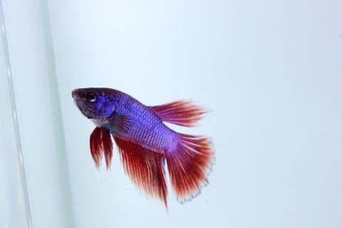 Red halfmoon betta fish. The betta fish is predominantly red in a little othe Stock Photos